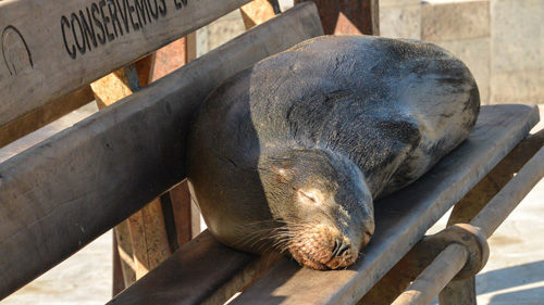 San Cristobal Galápagos Islands Sea lion