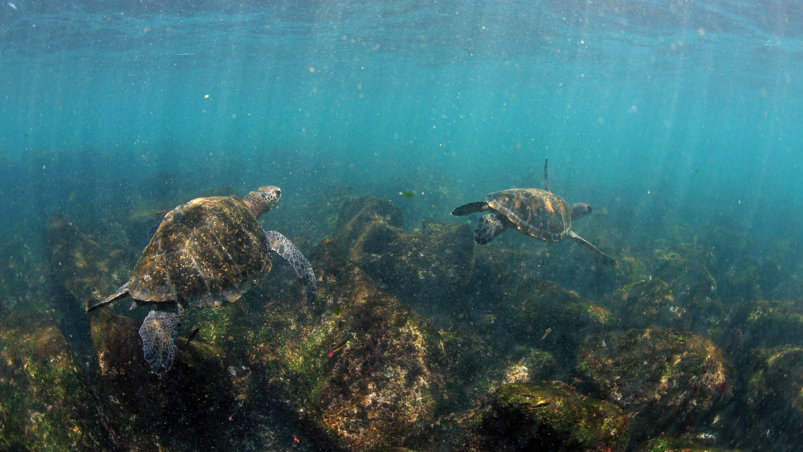 Snorkeling the Galápagos, with sea turtles gliding gracefully by