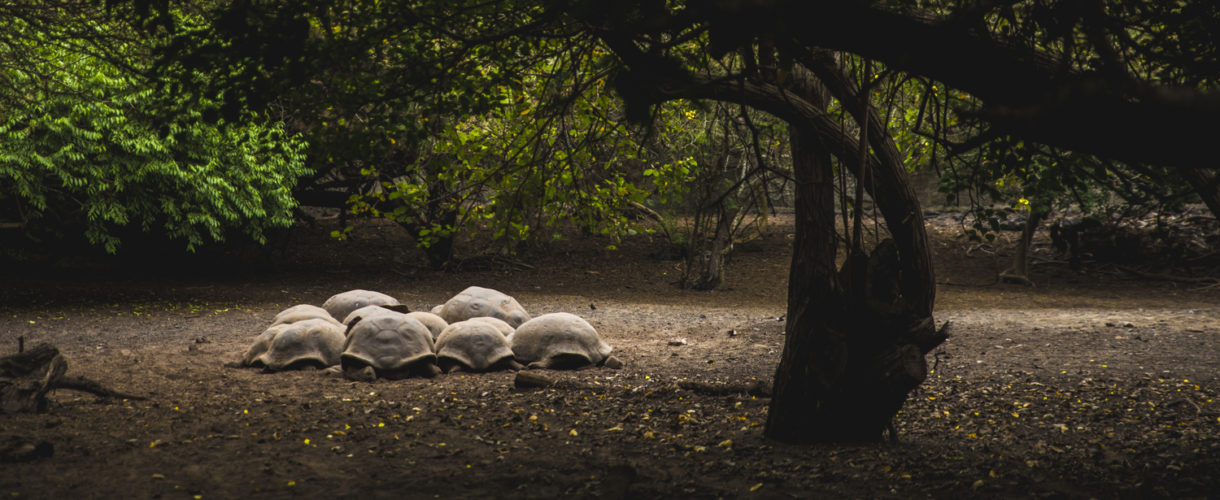 Galapagos Giant tortoises Encounter Galapagos tou r wildlife 