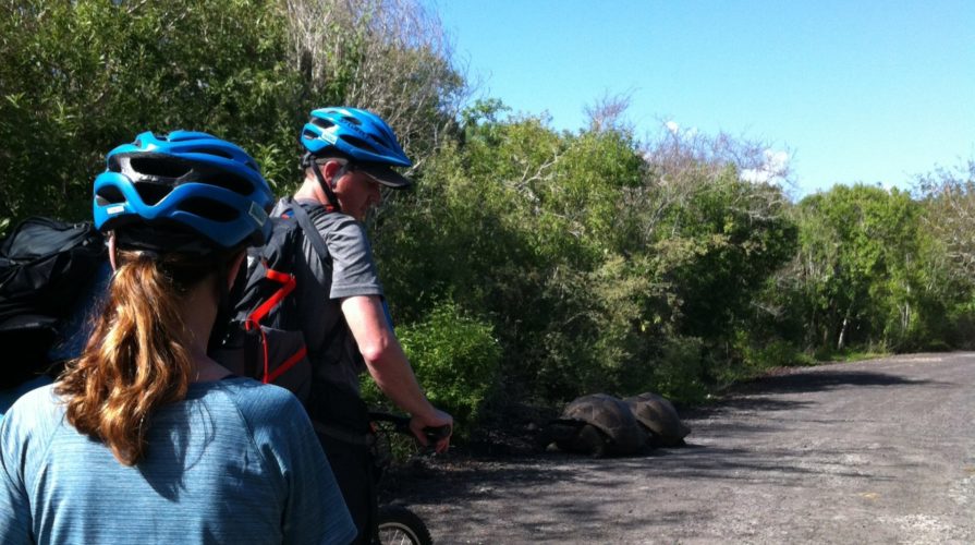 Galapagos Giant tortoises encounter on Galapagos Tour Biking