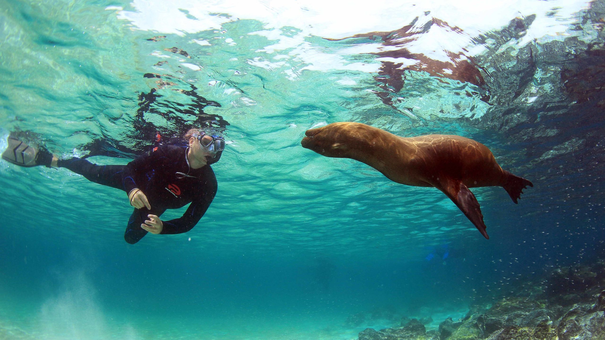 galapagos snorkel tour sealion galapagos wildlife encounter