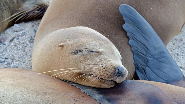 Sleeping Sea Lion in the Galapagos Islands  - Land-based tour wildlife encounter