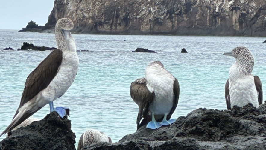 Blue footed boobies _ Galapagos Islands Wildlife