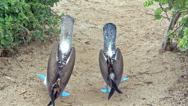 Blue footed boobies, Espa;ola Island, Galapagos Islands 