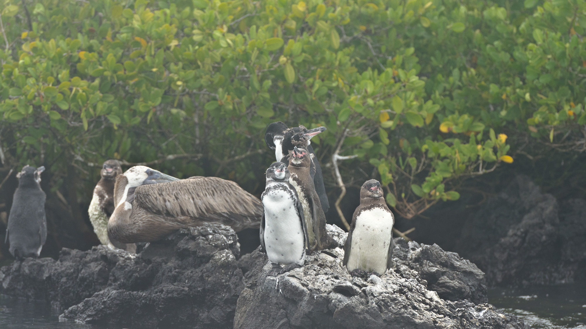 Galapagos Penguins near Las Tintoreras, Isabela Island