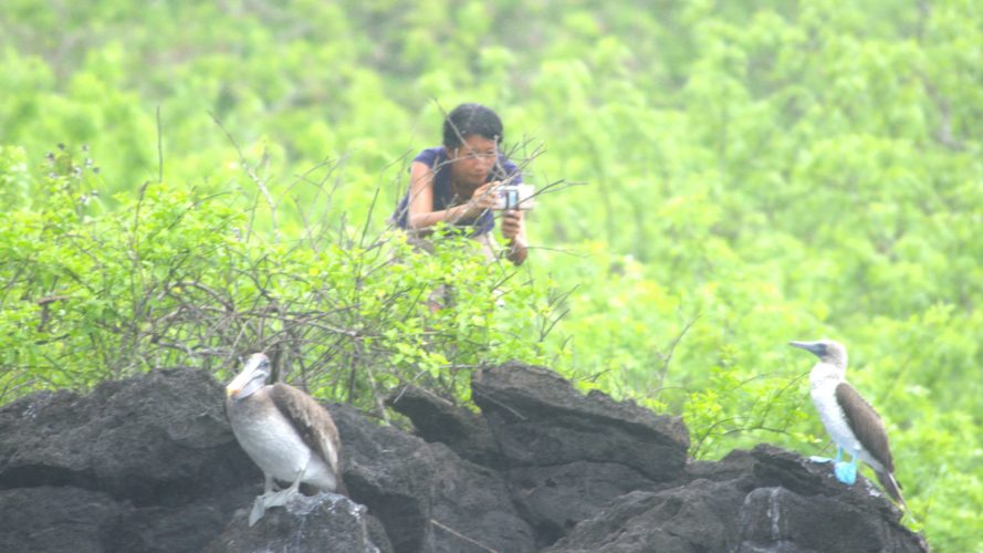 San Cristobal-Kayaking - Darwin Bay-Blue Footed Booby