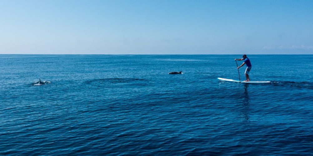 Galapagos - marine life - dolphin - SUP