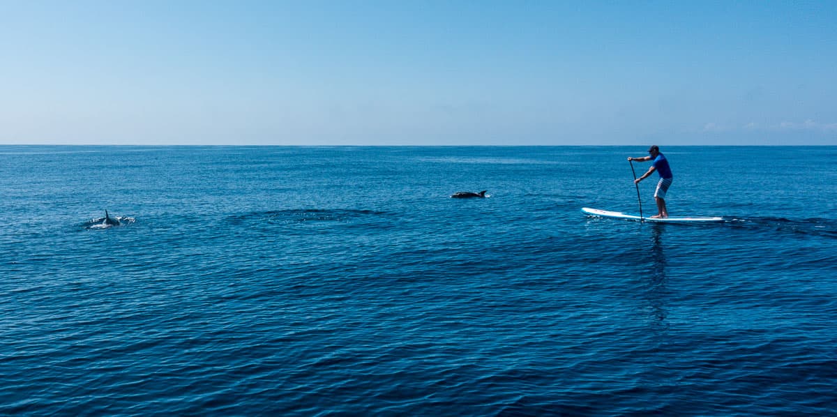Galapagos - marine life - dolphin - SUP