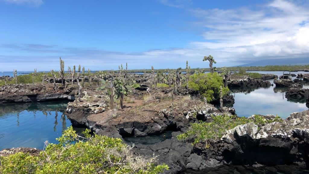 Galapagos Islands Los Tineles in Isabela Island _ Land-Based Galapagos Sustainable Tour