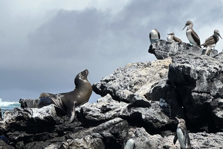 Isabela Island - Galapagos Land'Based Tour - Wildlife Encounter - Penguin - Boobies - Sealions