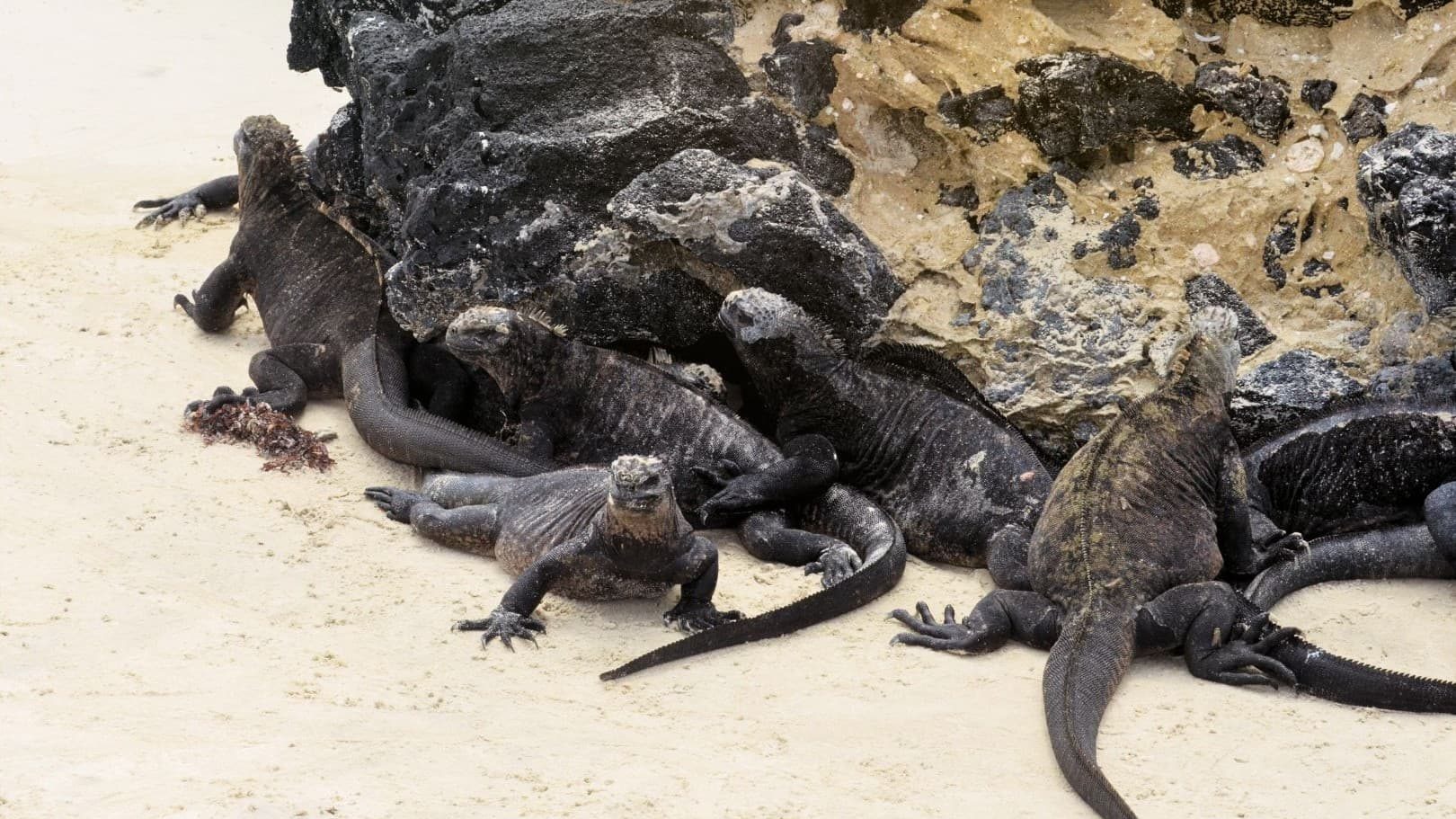 Isabela Island Marine Iguana - Wildlife encounter Galapagos land-based tour