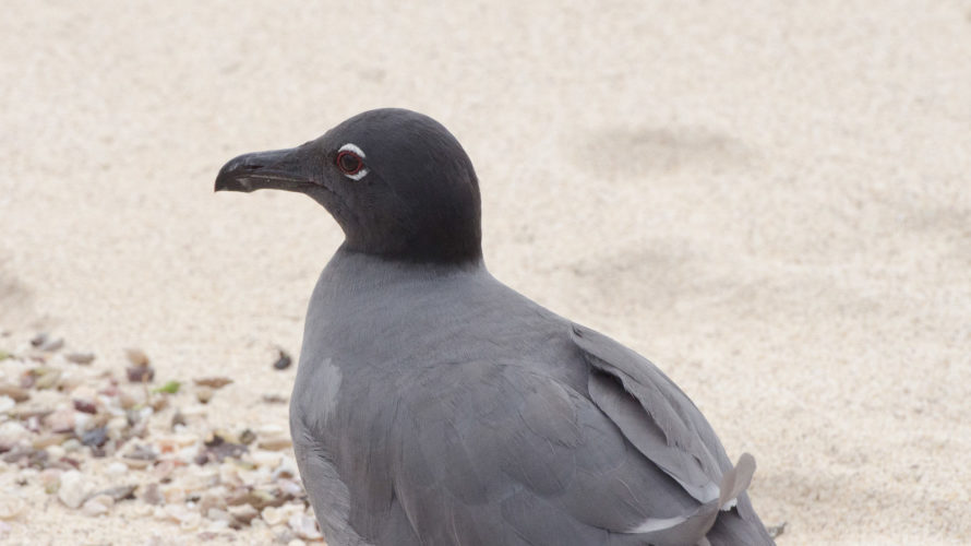 Rare Galápagos lava gull observed during a sustainable eco tour wildlife encounter