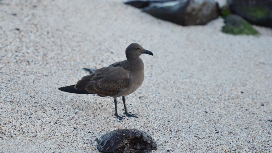 Rare Galápagos lava gull observed during a sustainable eco tour wildlife encounter