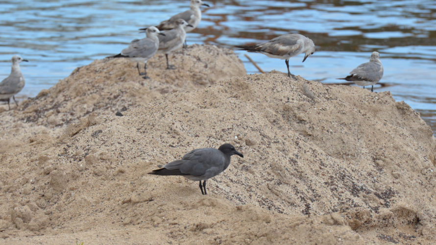 Rare Galápagos lava gull observed during a sustainable eco tour wildlife encounter