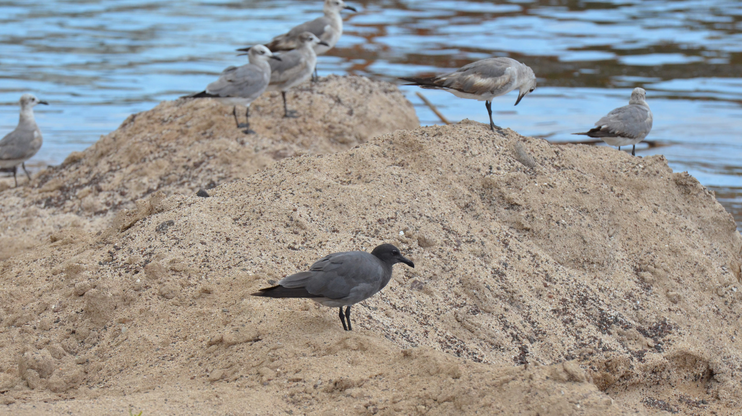 Rare Galápagos lava gull observed during a sustainable eco tour wildlife encounter