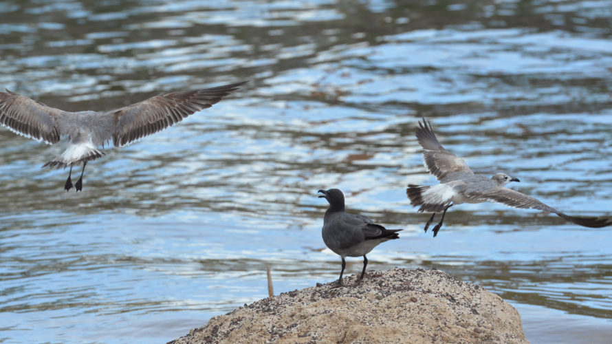 Rare Galápagos lava gull observed during a sustainable eco tour wildlife encounter