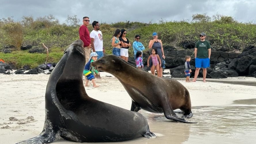 Sea Lions and the Galakiwi team