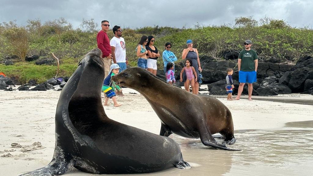 Sea Lions and the Galakiwi team