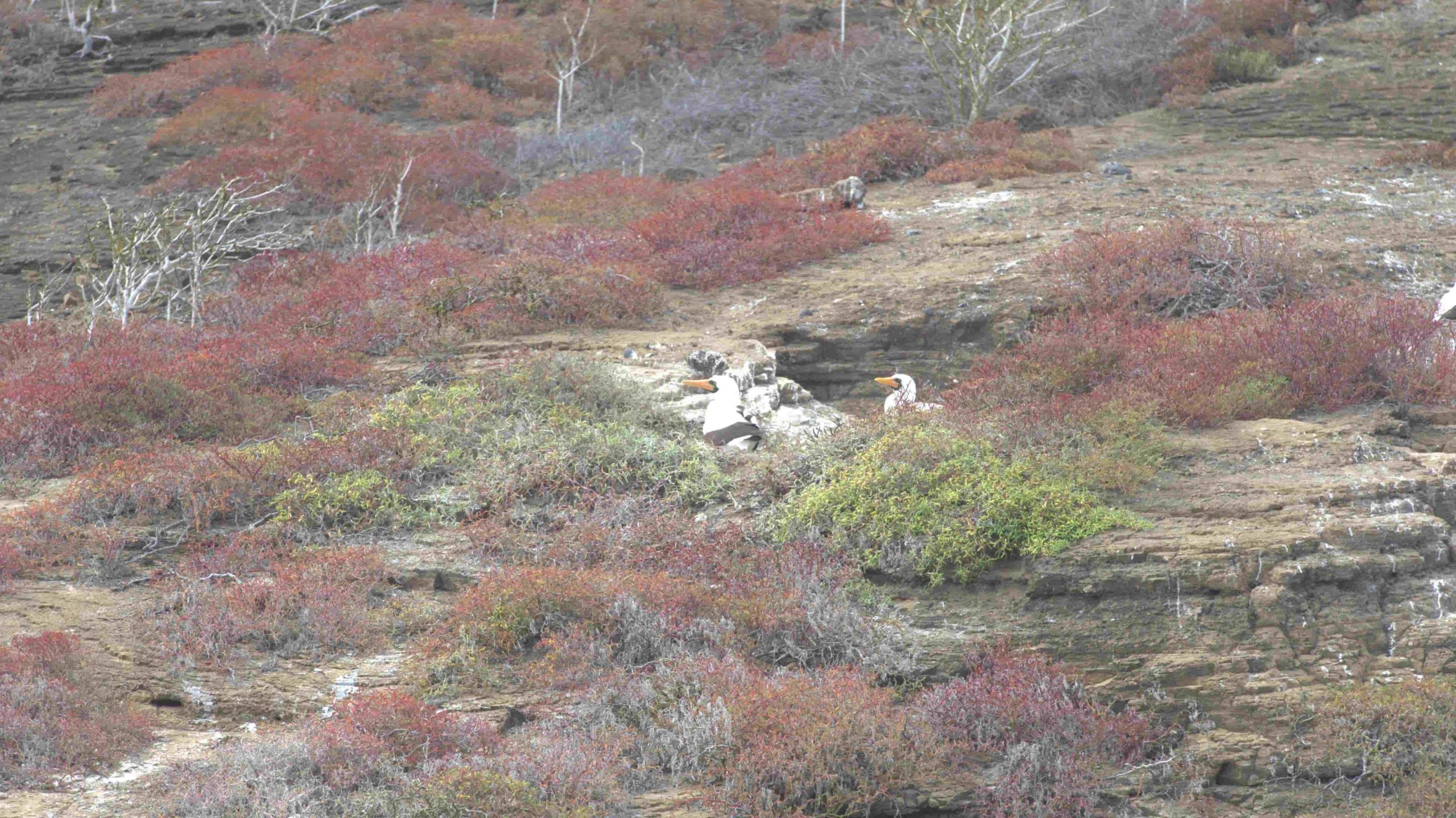 Nazca Booby on a nest with a chick, Galapagos Islands LAnd-Based Tour Encounter