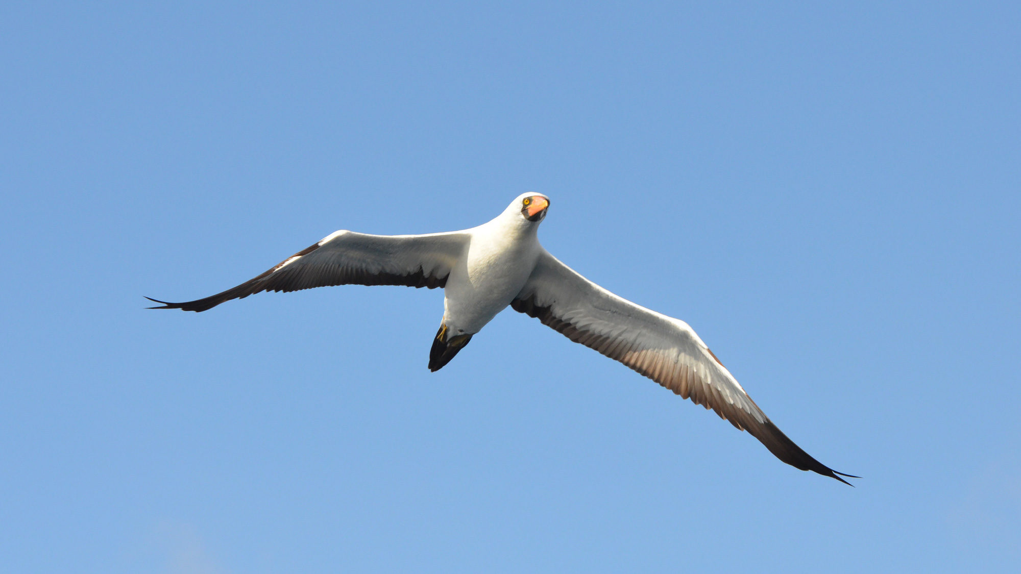 Nazca Booby off the coast of San Cristobal Island