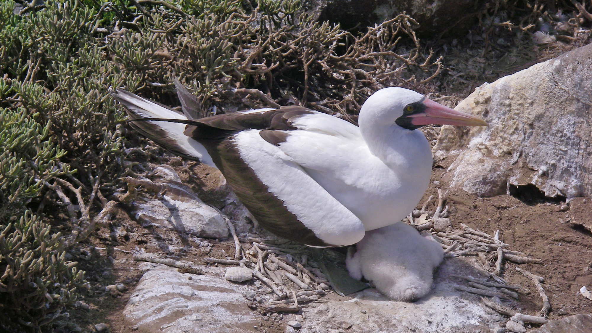 Nazca Booby on a nest with a chick, Espanola Island