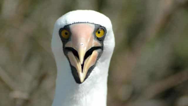 Nazca Booby on a nest with a chick, Galapagos Islands LAnd-Based Tour Encounter