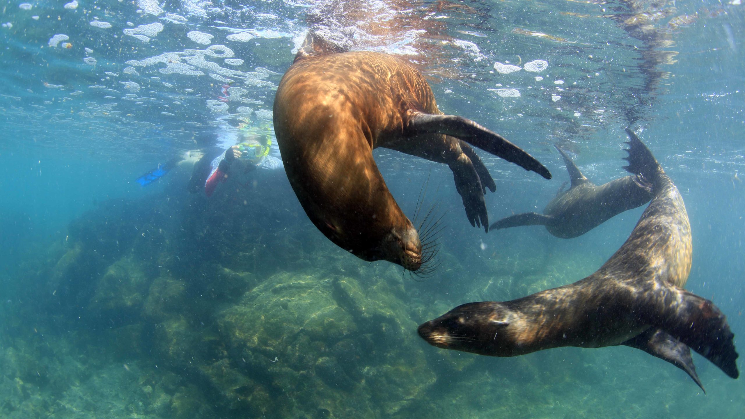 Accessible snorkeling experience in the Galápagos Islands, Sea lions snorkel