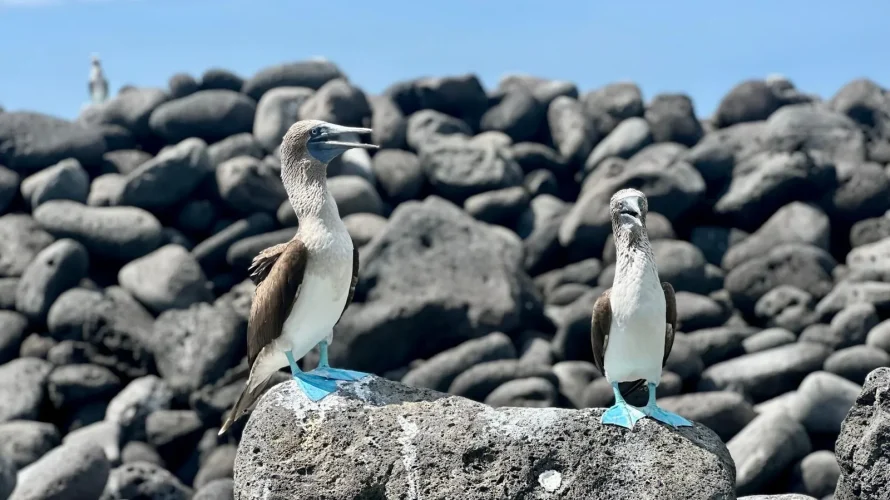 Bue footed boobies San Cristóbal Island highlights featured in an eco-friendly Galápagos land-based tour