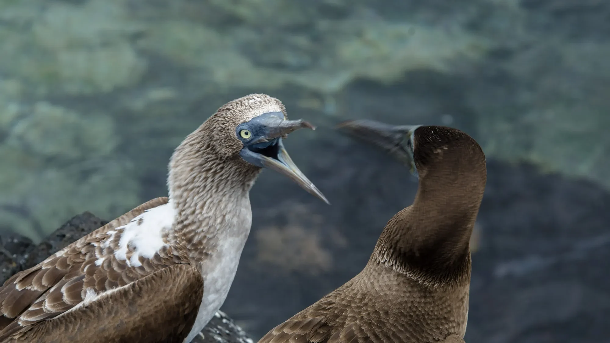 Galapagos Sustainable Land Based Tour - Isabela Island _ blue footed Boobies