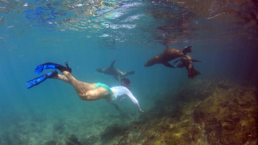 Snorkeling with sea lions San Cristóbal Island highlights featured in an eco-friendly Galápagos land-based tour