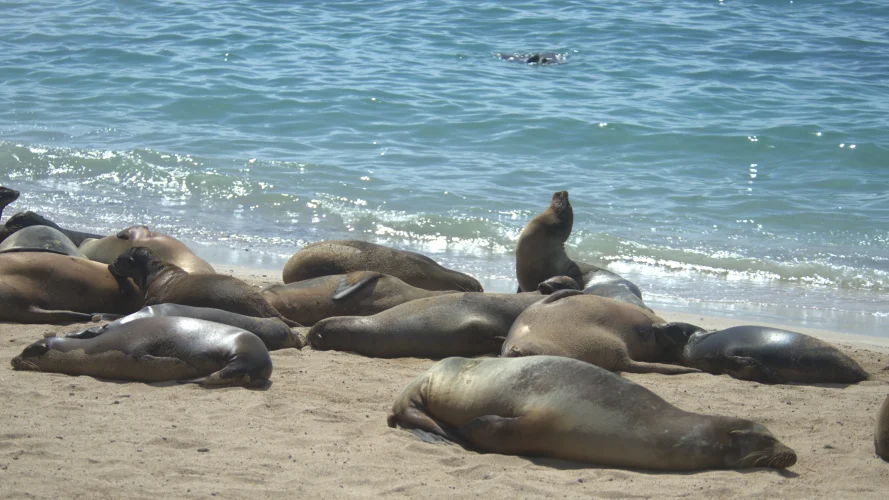 Loberia Sea lions of San Cristóbal Island highlights featured in an eco-friendly Galápagos land-based tour