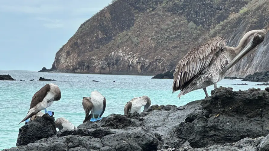 Galapagos blue-footed boobies
