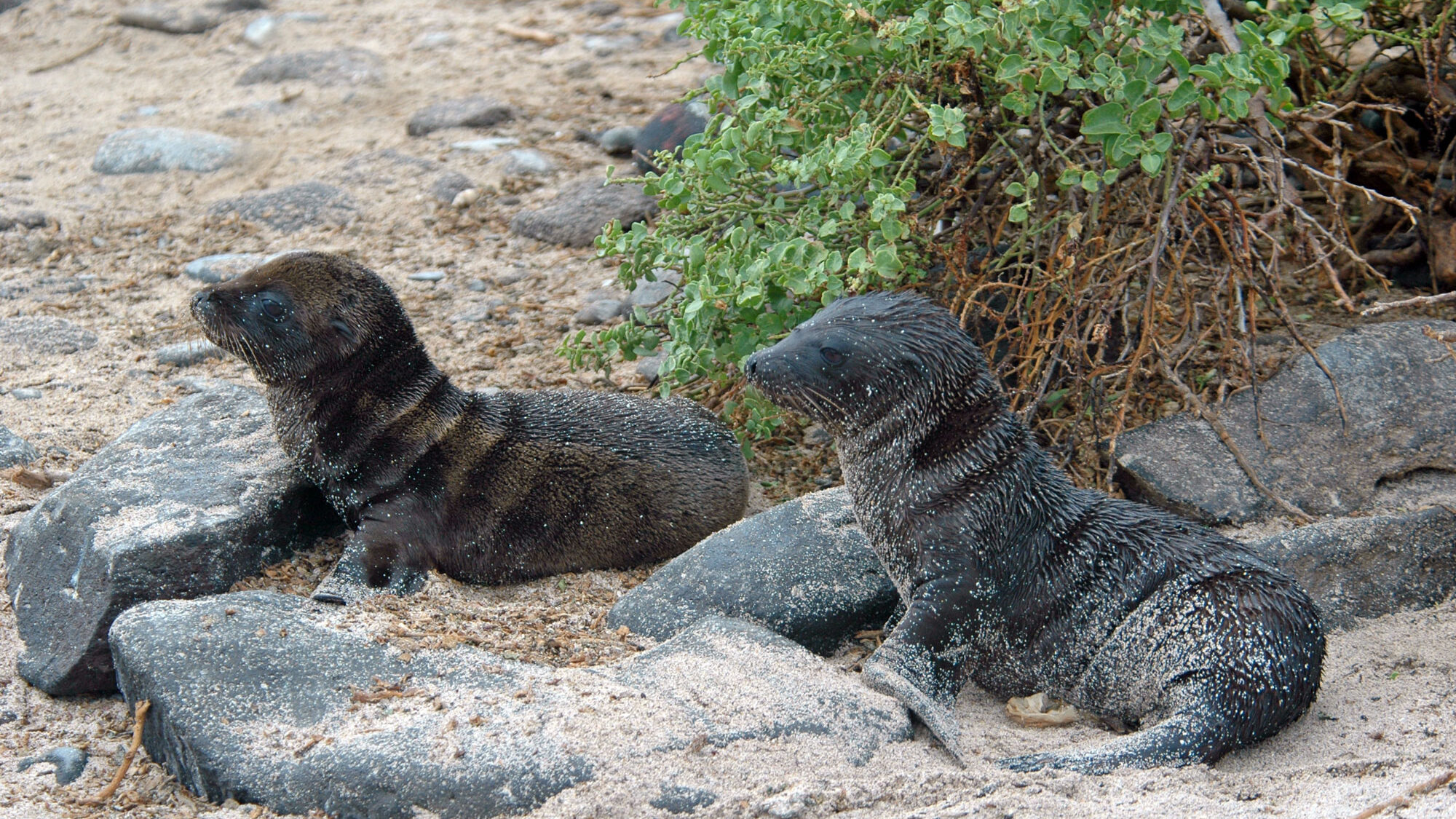 Baby Sea Lions at Punta Suarez