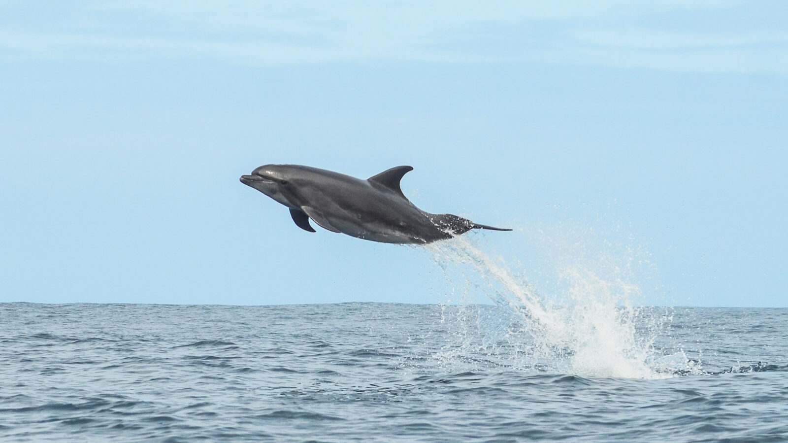 Galapagos Dolphin Inter Island boat ride Galapagos Island hopping tour