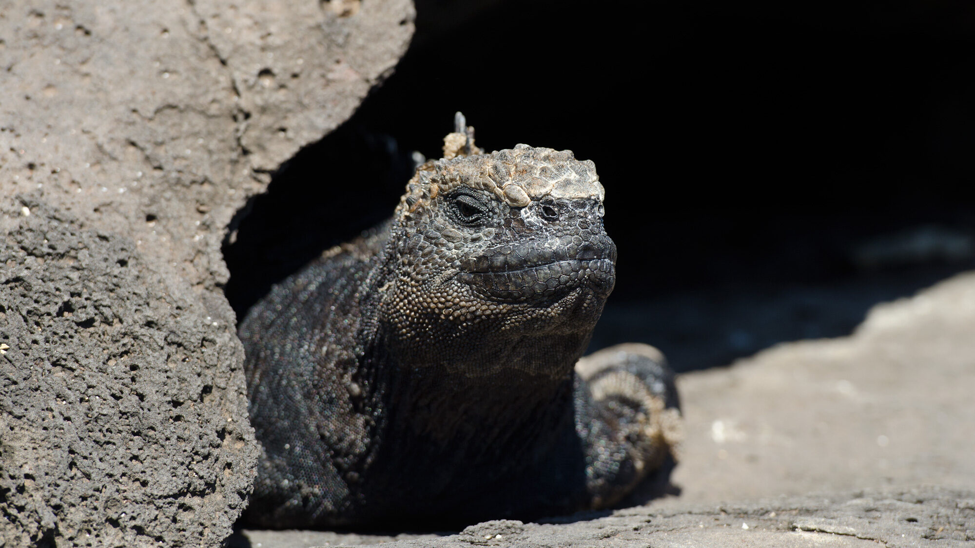 Marine Iguana Galapagos Islands