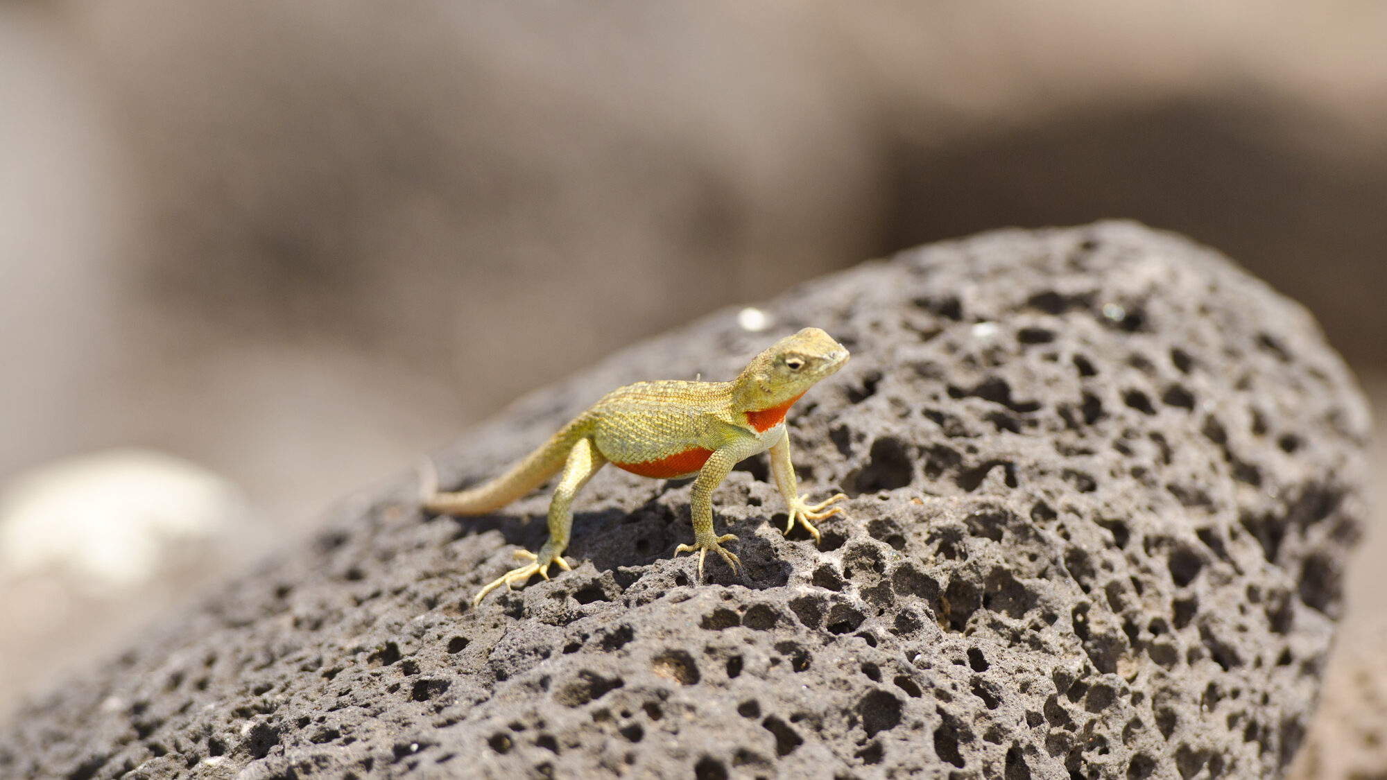 Lava Lizard in the Galapagos