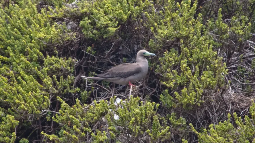 Galapagos eco-tour - Punta Pitt San Cristobal - Red-Footed Boobie