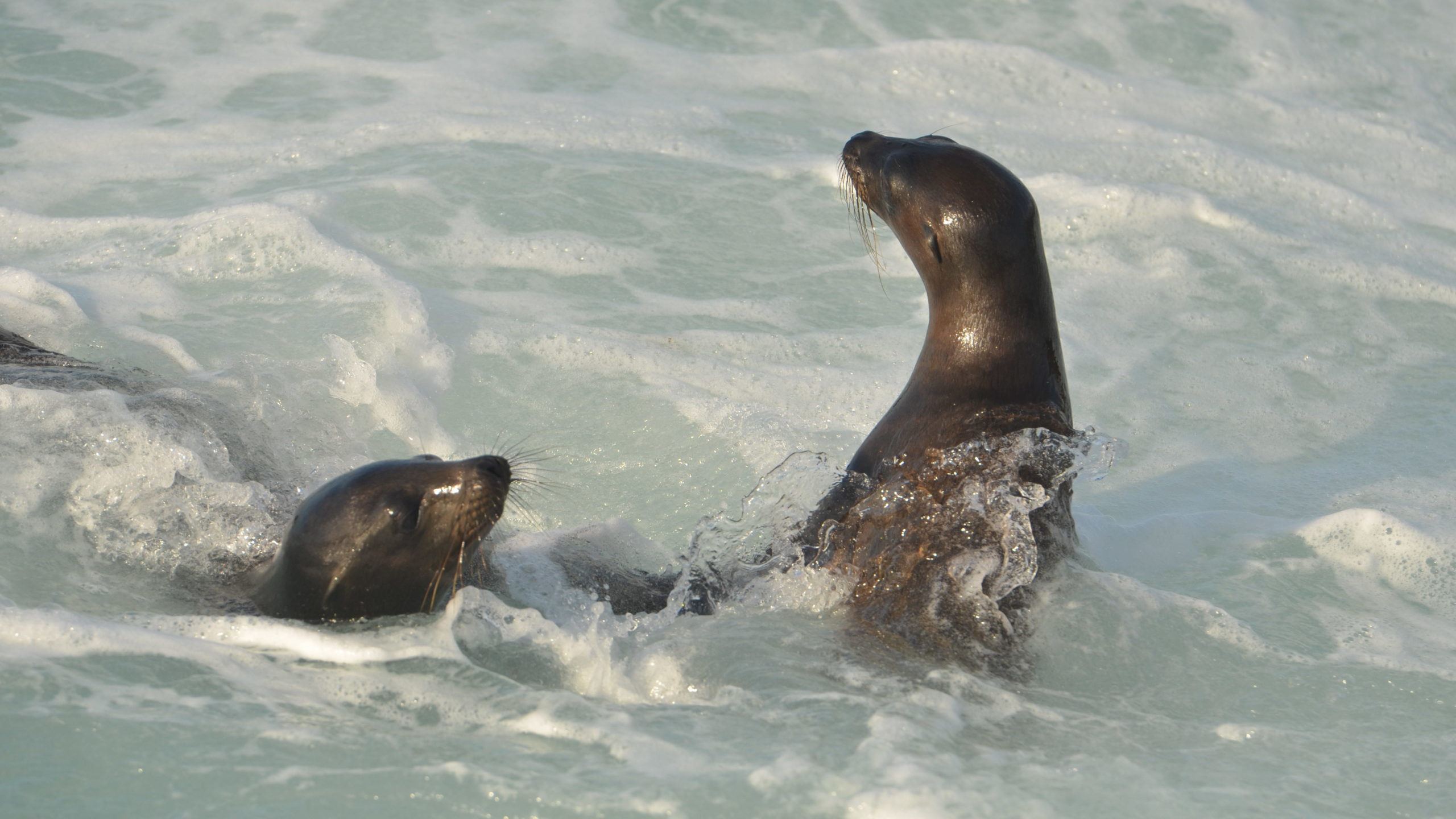 San Cristobal Puerto Baquerizo Moreno Waterfront Sea Lions Swimming