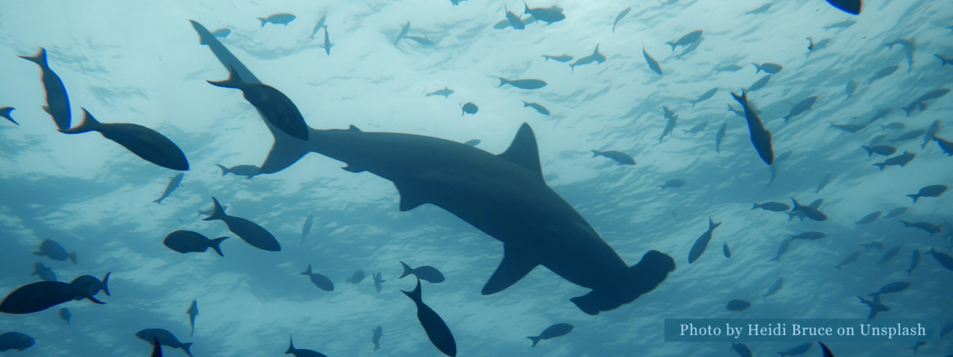Galápagos hammerhead shark seen during a snorkeling excursion