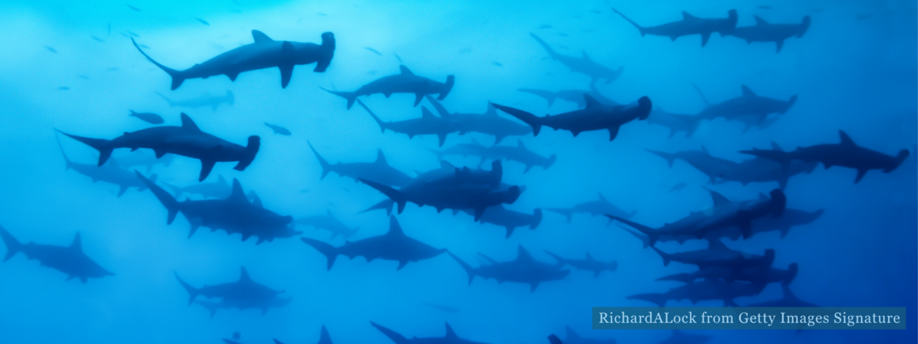Galápagos hammerhead shark seen during a snorkeling excursion