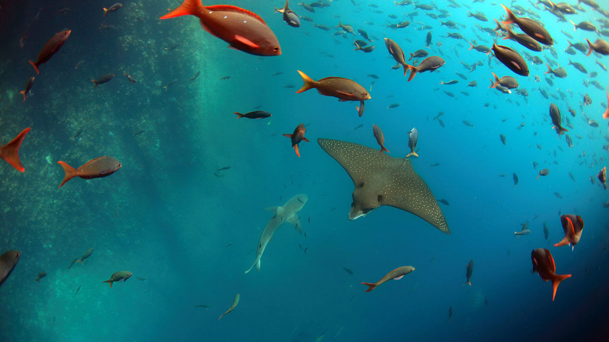 Kicker Rock - Rays and Fish Galapagos Island hopping tour snorkel 