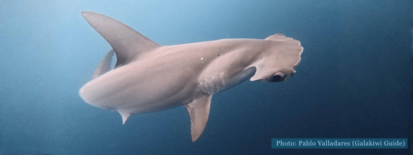Galápagos hammerhead shark seen during a snorkeling excursion