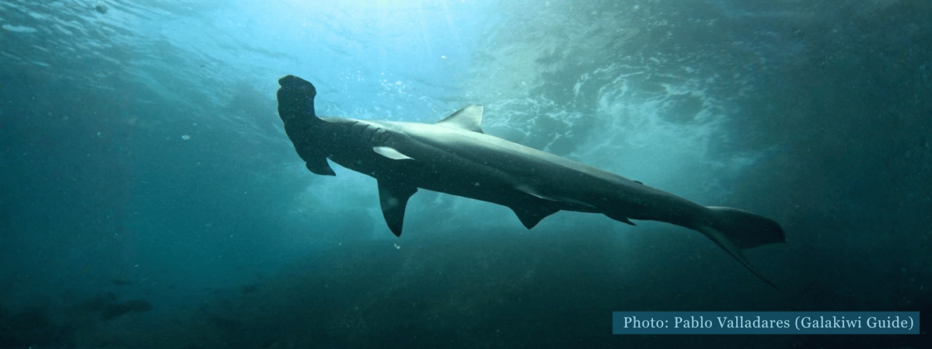 Galápagos hammerhead shark seen during a snorkeling excursion
