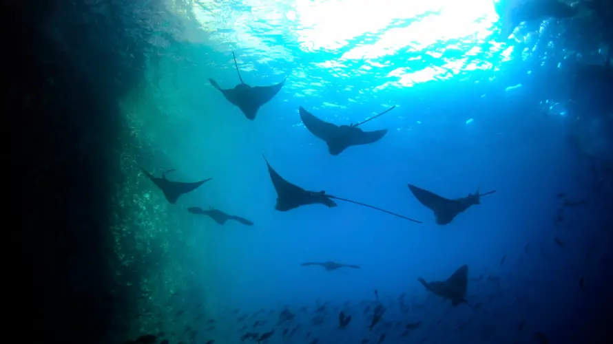 Galapagos snorkeling - Galapagos land tour - rays swimming in Galapagos blue ocean water, showcasing marine life.