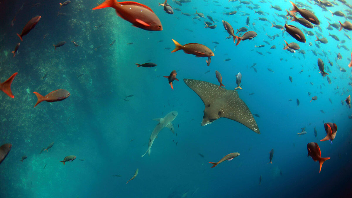 Kicker Rock - Rays and Fish