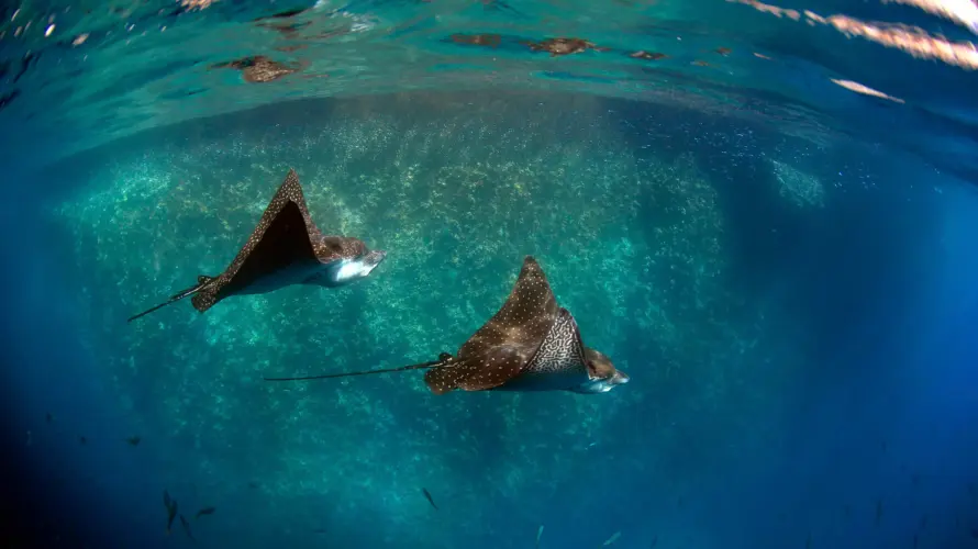 Galapagos snorkeling - Galapagos land tour - rays swimming in Galapagos blue ocean water, showcasing marine life.