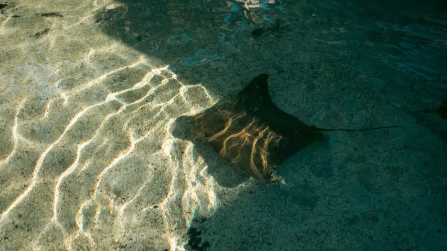 Galapagos snorkeling - Galapagos land tour - rays swimming in Galapagos blue ocean water, showcasing marine life.