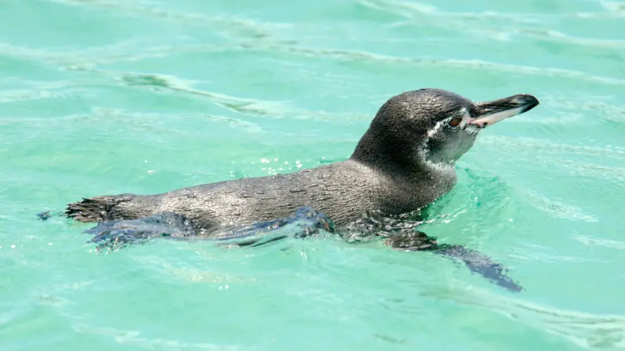 Galapagos Penguins near Las Tintoreras, Isabela Island
Galapagos Land tour penguin encounter snorkeling