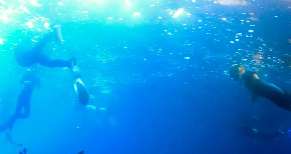 Galapagos snorkeling on Isabela Island
Galapagos Land tour marine life encounter