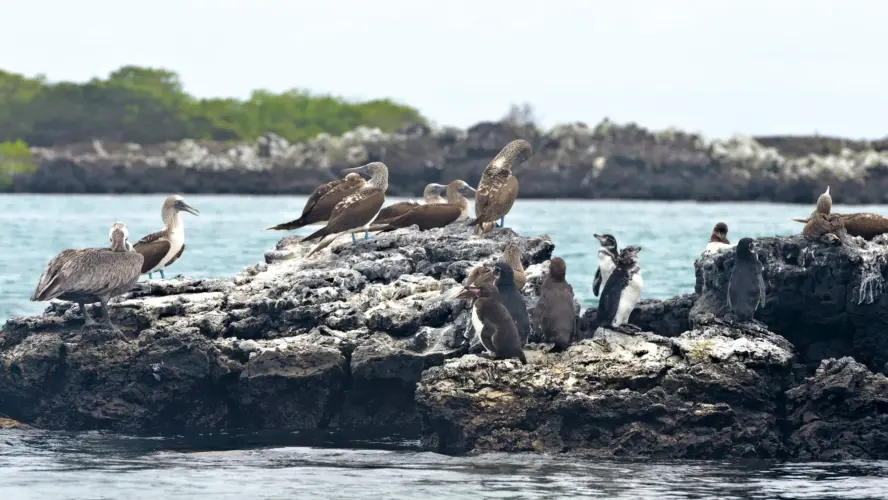 Galapagos Bluefooted boobie, pelican and Penguins near Las Tintoreras, Isabela Island
Galapagos Land tour penguin encounter